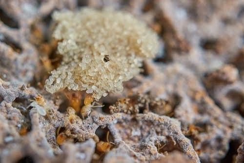 Termite Eggs