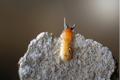 Termite