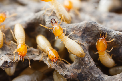 Termites Crawling