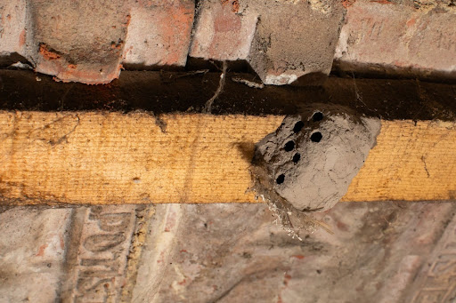 Wasps Nests