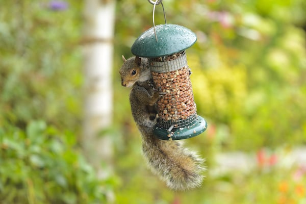 Squirrel eating at a bird feeder