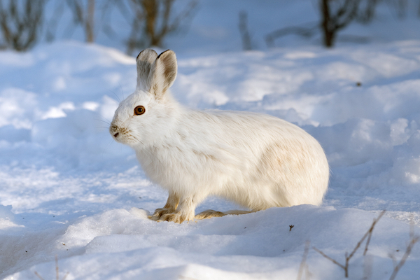 white rabbit standing on snow
