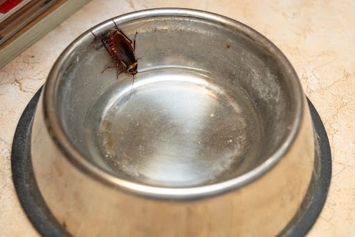 Cockroach In Pet Bowl