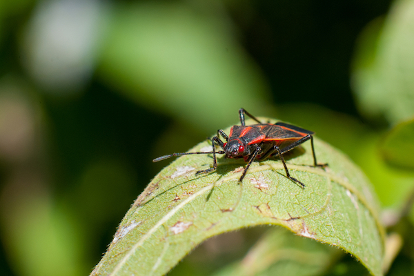 Where Do Box Elder Bugs Come From Plunkett S Pest Control