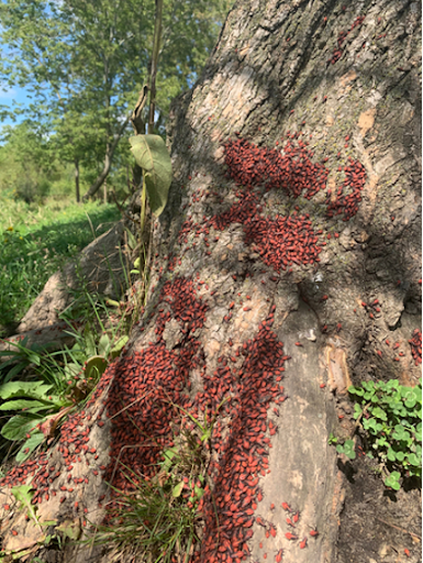 Boxedlerbugscongregatingonboxeldertree