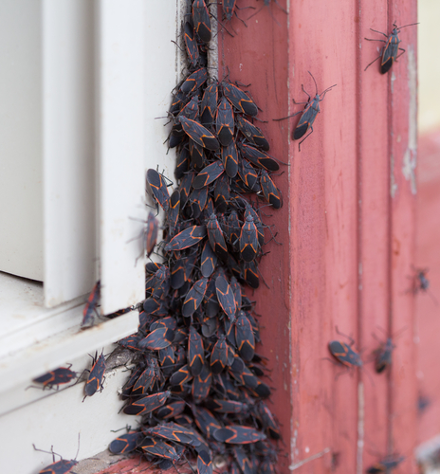 Things To Do When Pests Infest Your Home