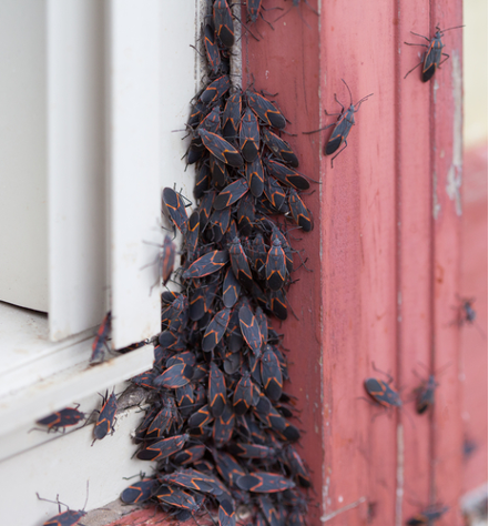 box elder bug pest control