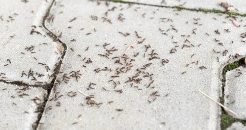 Antsfall3