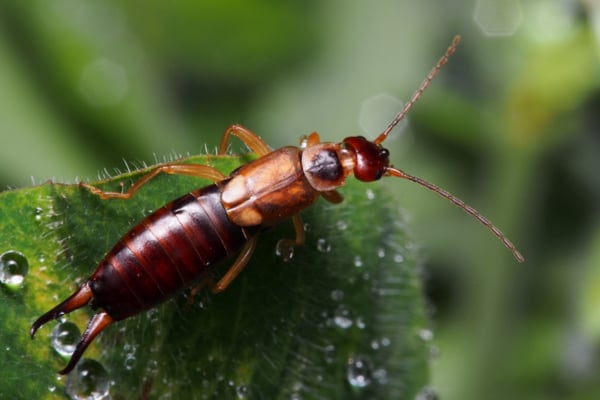 The first thing you’ll notice about earwigs are the big pincers on their butts