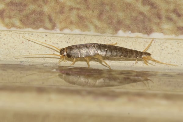 Silverfish prefer hot, wet places
