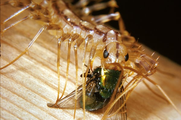 What Do House Centipedes Eat