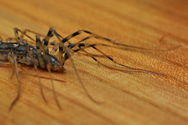 Centipede in a house with wooden floor
