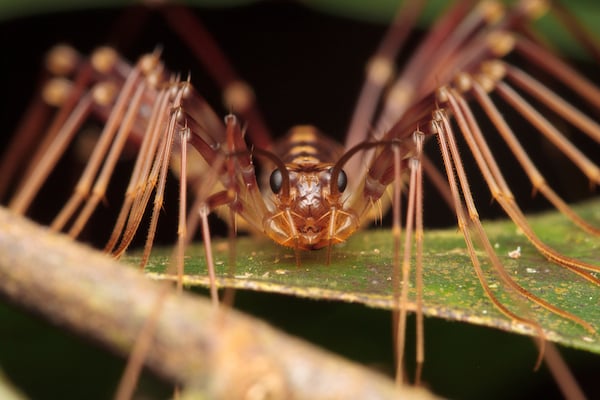 Are the Spiders in My House Dangerous? - Plunkett's Pest Control