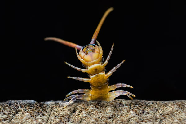 centipede peeking head over stone countertop close up