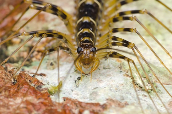 Close up of centipede head outdoors. What are centipedes?