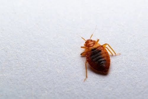 Bedbug