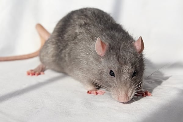 Norway (or Brown) Rat, Rattus Norvegicus