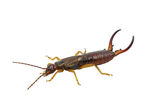 Earwig