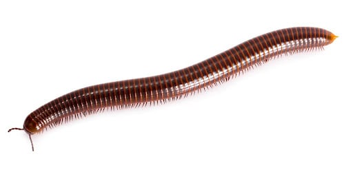 Milipede