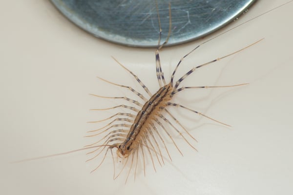house centipede in a sink