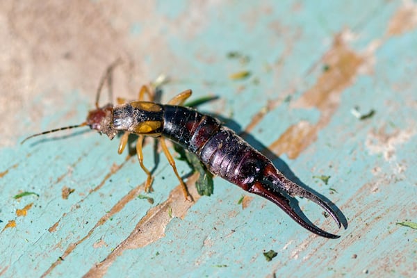 earwig