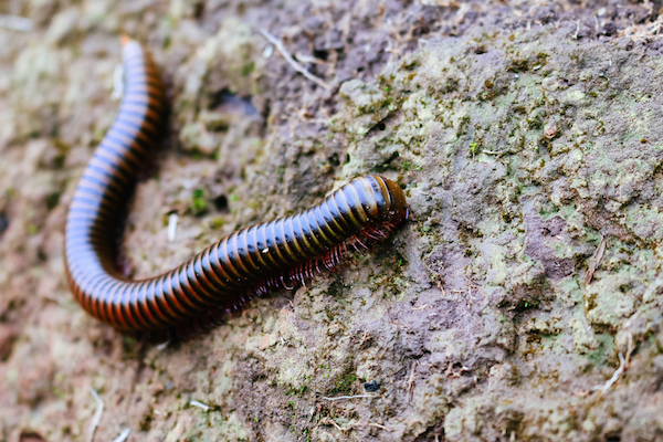 millipede