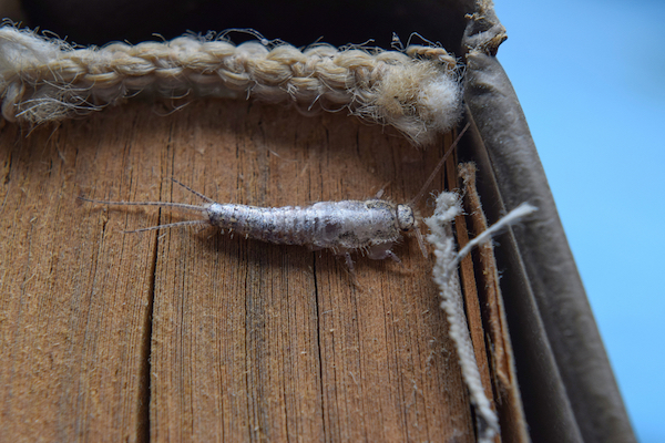 silverfish