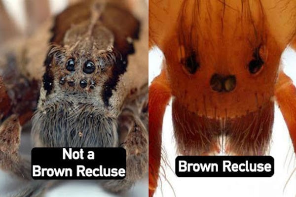 How Many Eyes Do Brown Recluse Spiders Have