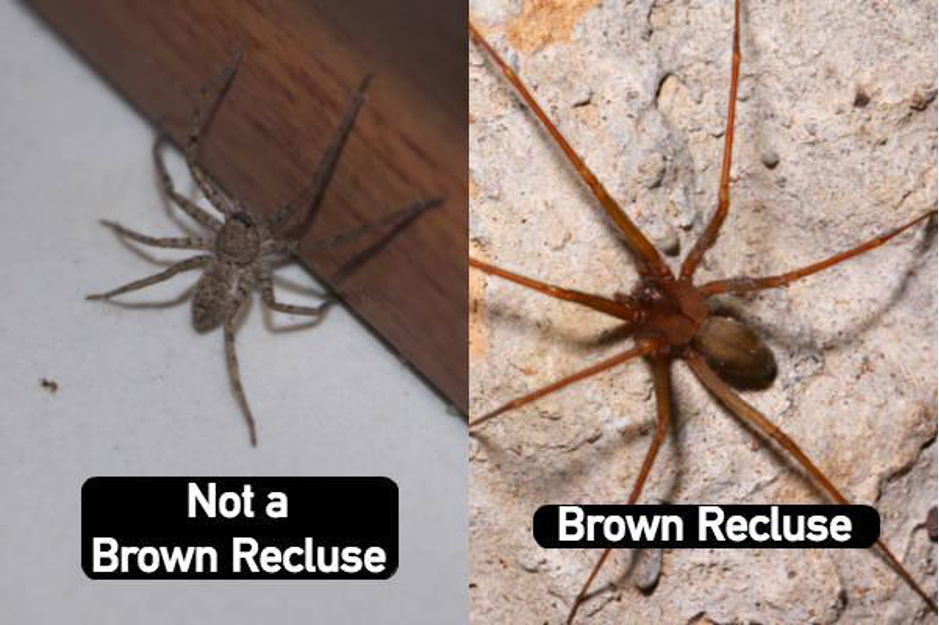 How To Identify A Brown Recluse Spider - Plunkett's Pest Control