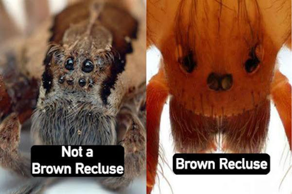 Brownrecluse5