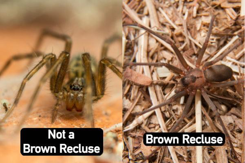 Brownrecluse6