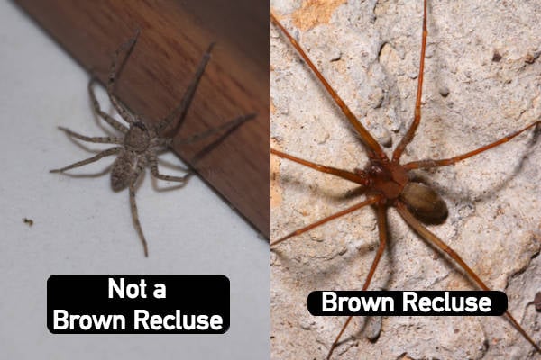 How to Identify a Brown Recluse Spider - Plunkett's Pest Control