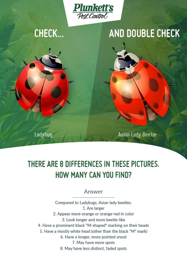 Ladybugs vs. Lady Beetles: Can You Spot the Difference? [INFOGRAPHIC] -  Plunkett's Pest Control