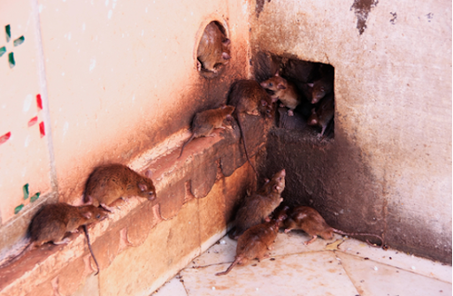 Mouse Infestation And Damage