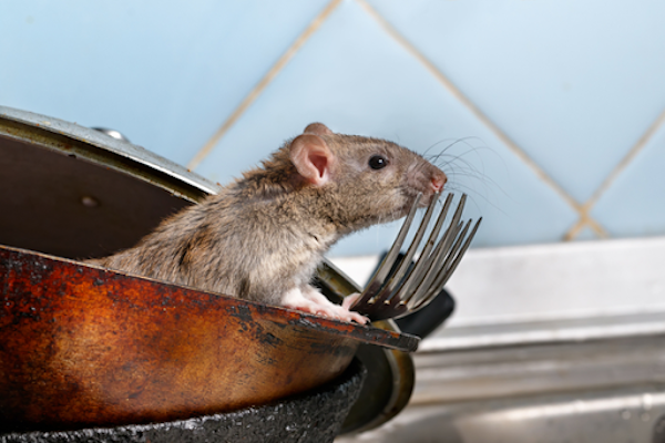 Rodent Problems