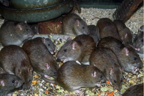 Dangers Of Having Rats & Mice In Your Home - Plunkett's Pest Control