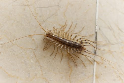 Centipede On Tile