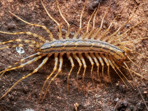 Centipede