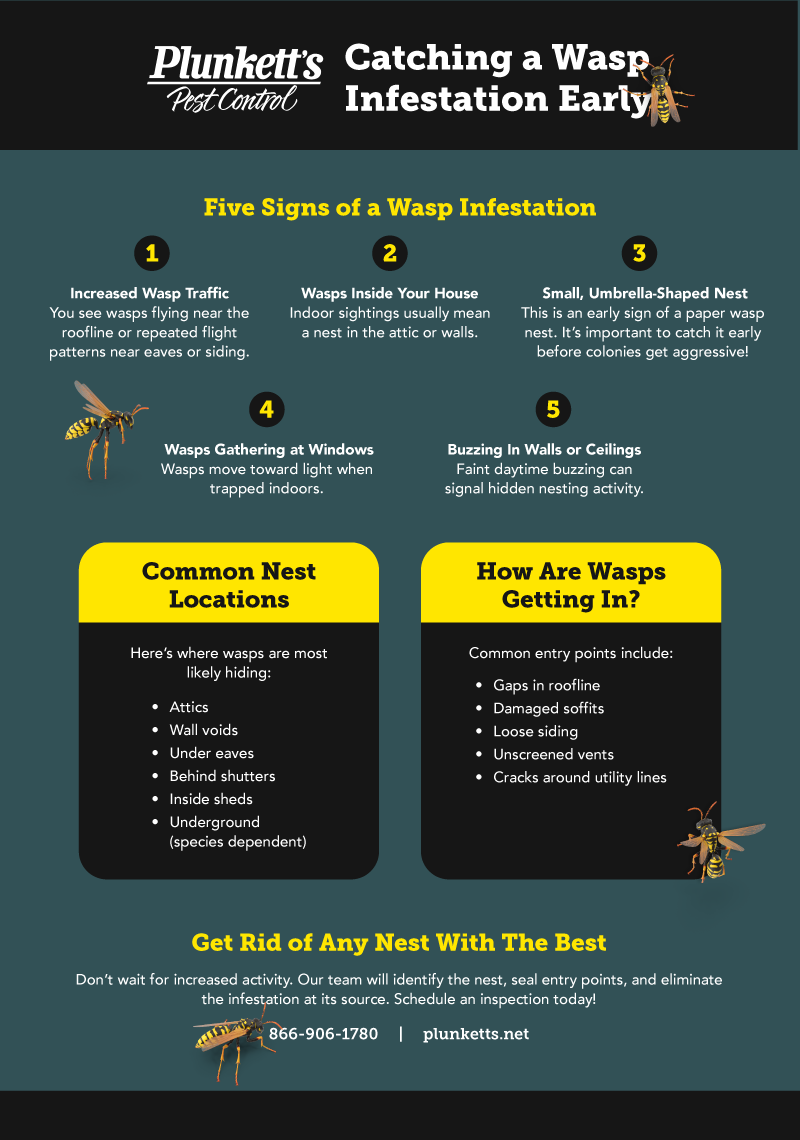 Plunketts Wasp Infestation Info R2