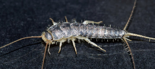 Silverfish Close Up