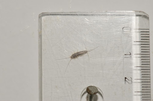 Silverfish Size Reference Ruler