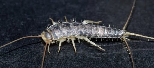 Silverfishcloseup