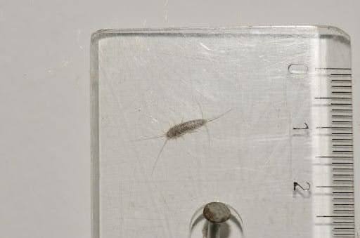 Silverfishsize