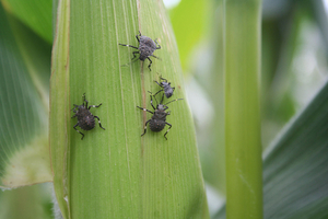 why are stink bugs a problem?