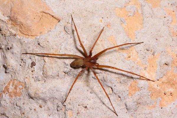 The brown recluse spider is a medically-significant venomous spider native to the southern and eastern US