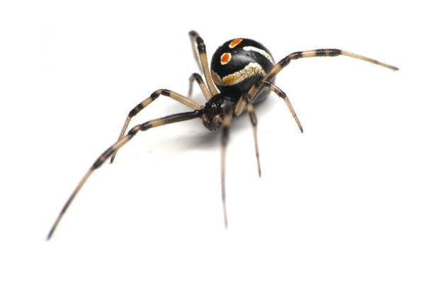 Yes, unfortunately there are several species of black widow common in the US midwest