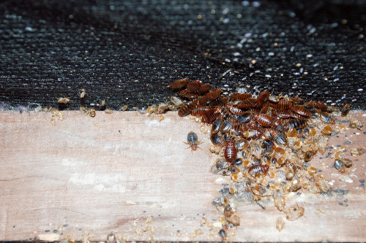 The Main Principles Of Bestbedbugexterminatornyc.com Bed Bug Removal Nyc Bed Bugs