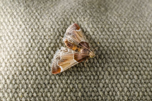 Are clothes moths dangerous?