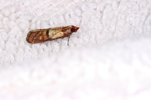 Small moth on clothing or carpeting