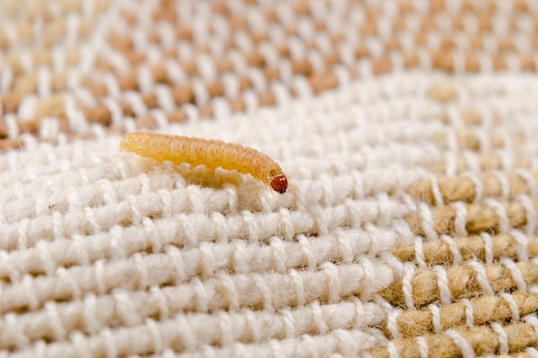 moth larva on clothing